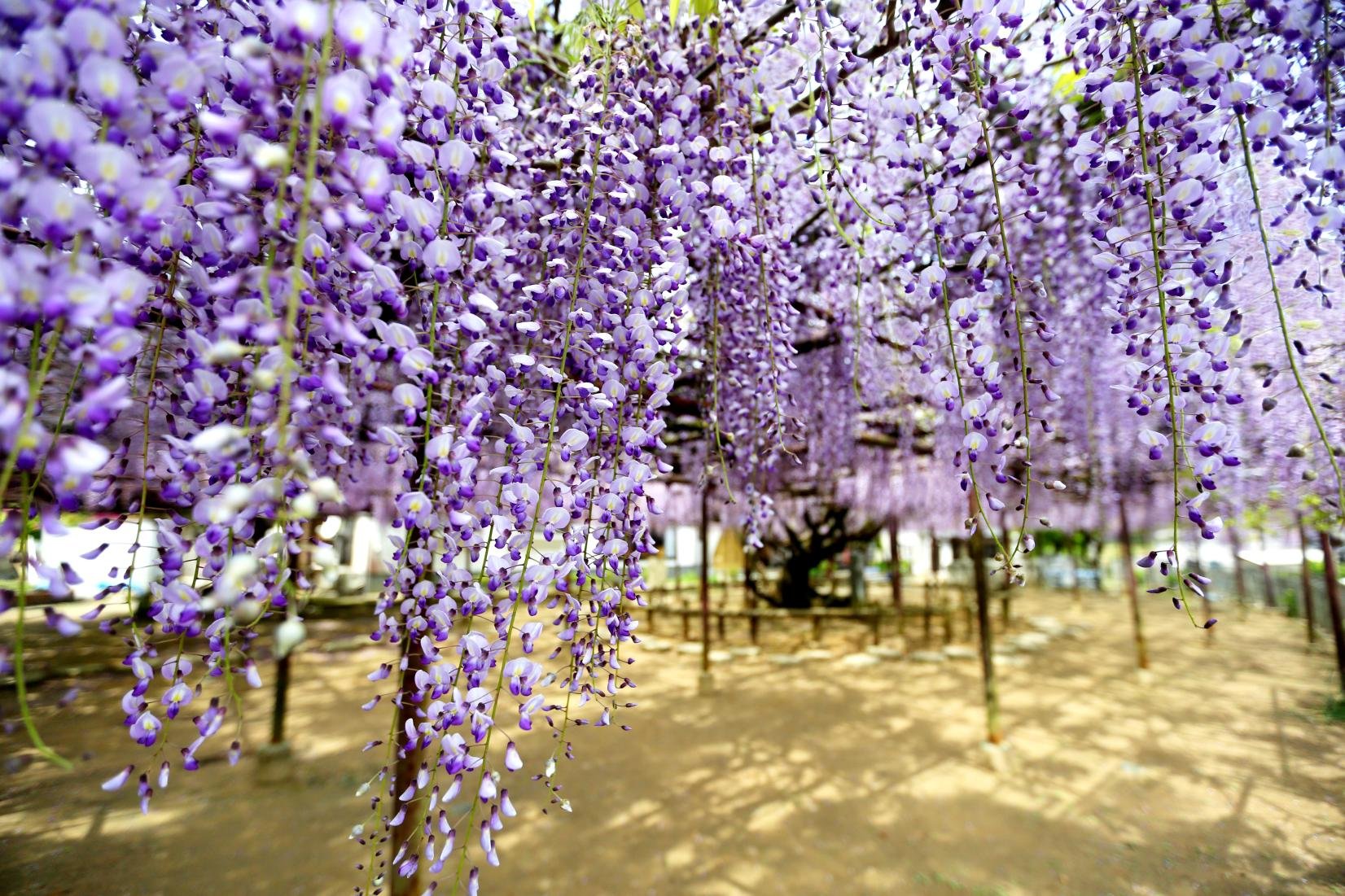 🌸 등나무 사찰 조젠지(정토종) 이미지 1